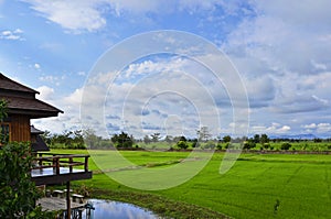 Landscape of rice field at sunset