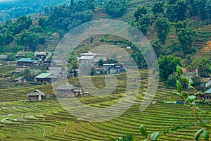 landscape rice field terraces in Sapa, Vietnam