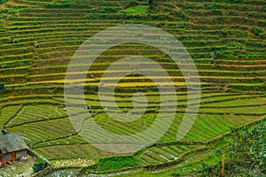 landscape rice field terraces in Sapa, Vietnam