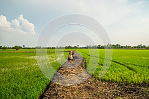 Landscape rice field with village background