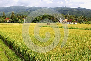 Landscape with rice fields, agricultural industries in Lovina, Bali, Indonesia