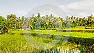 Landscape Rice Fields on Bali in Sangeh