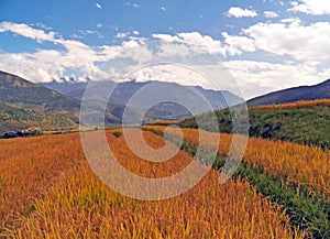 Landscape Rice Fields in Bhutan