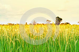 Landscape of rice fields with golden light in Thailand