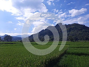 Landscape of rice fields, hills, mountains, and cloud at Wado Sumedang