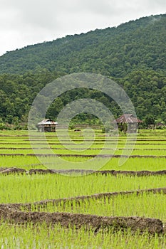 Landscape of Rice paddy