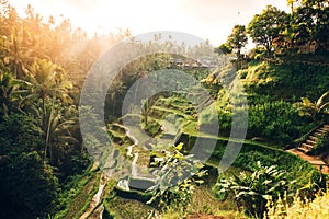 Landscape with rice terraces in famous tourist area of Tagalalang, Bali, Indonesia. Green Rice fields prepare the harves photo
