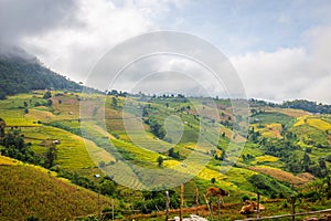 Landscape of Rice terraces on mountain at Ban Pa Pong Piang, Doi Din Thanon, Chiang Mai