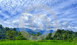 Landscape of Ricefields with Hills, Cloud and Trees