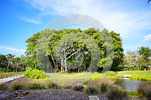 The landscape of Ringling museum at Sarasota in Florida