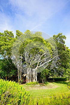 The landscape of Ringling museum at Sarasota in Florida