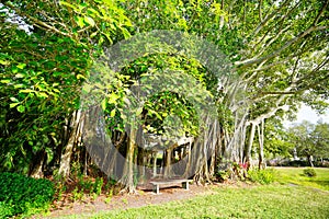 The landscape of Ringling museum at Sarasota in Florida