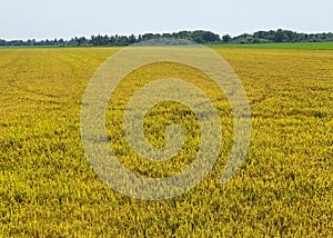 The landscape of ripe rice fields