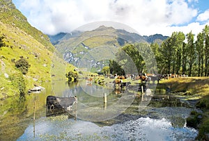 Landscape with river in New Zealand