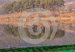 Landscape of river shoreline with reflections of trees