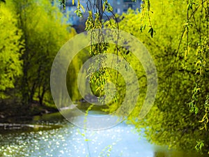 Landscape with river and willow