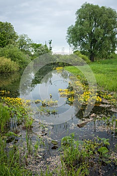 Landscape with a river and yellow flowers, Bogolubovo, Russia