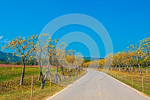 Landscape of road and beautiful yellow flowers in blue sky.