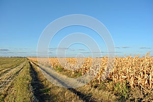 Landscape with road, maize harvest in the field, blue sky background