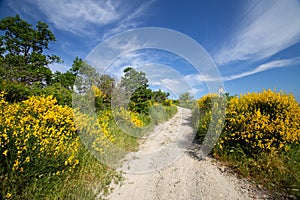 Landscape with a road in the middle of a field of yellow flowers