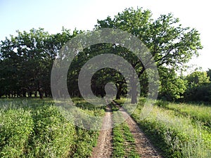 Landscape with road in summer oak forest