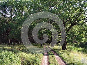 Landscape with road in summer oak forest