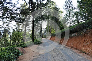 A landscape of a road in a well-grown tea estate and shaded trees