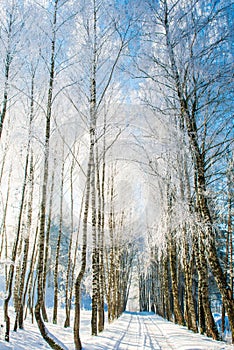 Landscape road in winter, frozen covered with snow birch trees