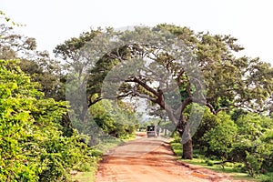 Landscape with road in Yala National Park