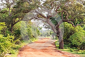 Landscape with road in Yala National Park