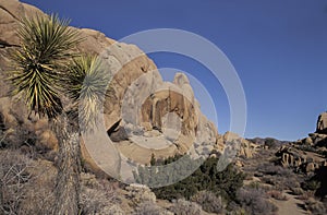 Landscape with rock formations, Joshua Tree National Park, Calif