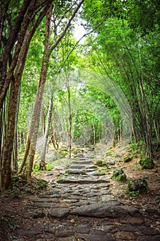 The rock way in the forest