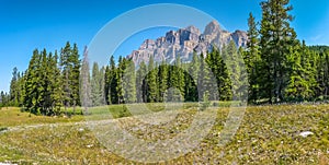 Landscape with Rocky Mountains and flowers, Alberta, Canada