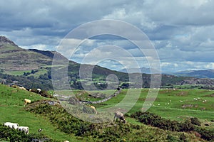 Landscape with rolling green fields and mountains in north Wales. Sheep graze in meadows with the Snowdonia mountains in the back