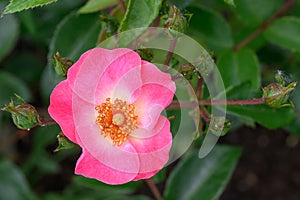 Landscape Rose Rosa Damona, pink flower