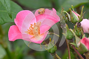 Landscape Rose Rosa Damona, pink flower with ladybird