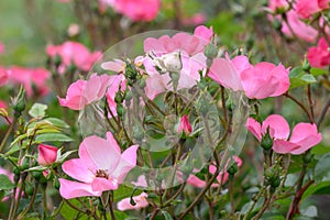 Landscape Rose Rosa Damona, pink flowers