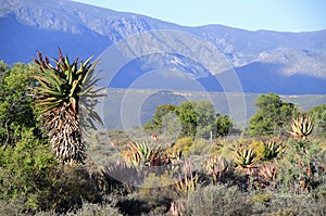 Landscape of route 62 with Aloe in foreground