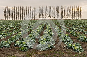 Landscape with rows of mature cabbage guarding by row of Lombardy poplars