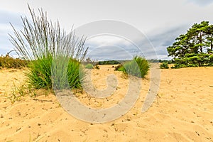 Landscape Rozendaalse Veld in province of Gelderland