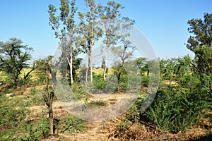 Landscape of rural india in Hariyana.