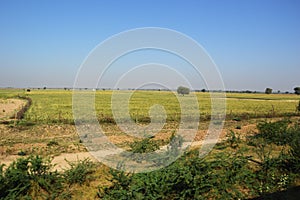 Landscape of rural india in Hariyana.