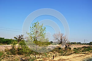 Landscape of rural india in Hariyana.