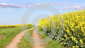 Landscape of rural rape fields and running between the dirt road, sunny day, yellow flowers, blue sky with a few clouds