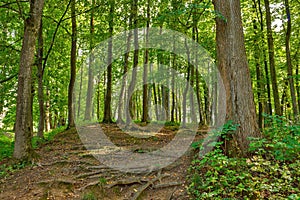 Landscape with rural roads fork in forest