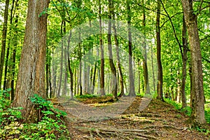 Landscape with rural roads fork in forest