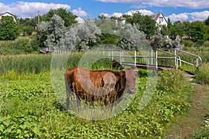 Landscape with rural village, pedestrian bridge over small river