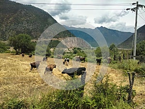 Landscape of s herd of cows grazing on meadows under green mountains under a cloudy sky