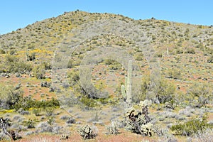 Landscape with saguaro cactus in the Sonoran Desert north of Phoenix, Arizona