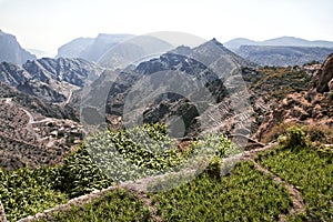 Landscape Saiq Plateau and terrace cultivation in Oman